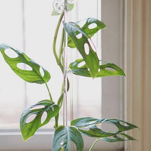 Load image into Gallery viewer, Orchideco Elegance