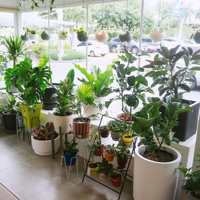 8List.PH: Local Shops Selling Potted plants for your indoor garden