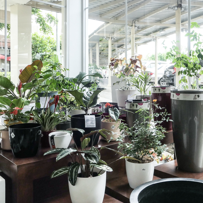 Noli Soli: This new lifestyle store makes gardening easier