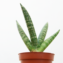 Load image into Gallery viewer, Sansevieria Starfish